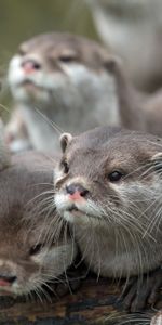 Sight,Opinion,Animals,Otters,Family