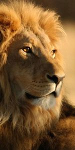 Sight,Opinion,Animals,Predator,Big Cat,King Of Beasts,King Of The Beasts,Lion,Mane