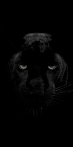 Sight,Opinion,Big Cat,Wildlife,Panther,Predator