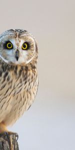 Sight,Opinion,Bird,Predator,Animals,Owl