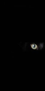 Sight,Opinion,Cat,Eyes,Darkness