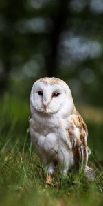 Sight,Opinion,Feathered,Animals,Wildlife,Bird,Predator,Owl