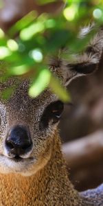 Animales,Visión,Opinión,Cabeza,Klipspringer,Antílope Africano