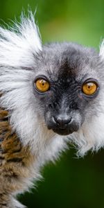 Sight,Opinion,Lemur,Animals,Wildlife,Animal,Funny