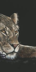 Sight,Opinion,Lioness,Big Cat,Art,Drawing,Picture