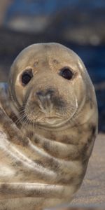 Animales,Visión,Lindo,Querido,Piel De Foca,Lobo Marino,Opinión