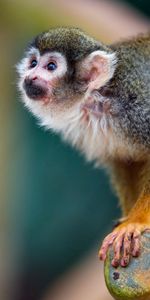 Sight,Opinion,Nice,Sweetheart,Animals,Monkey,Marmoset