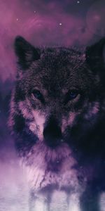 Sight,Opinion,Photoshop,Animals,Predator,Wildlife,Wolf