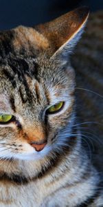 Sight,Opinion,Strips,Animals,Eyes,Stripes,Cat