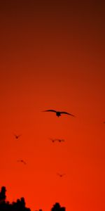 Silhouette,Bird,Flight,Dark,Wings