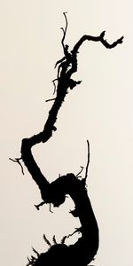 Branche,P C,Chb,Silhouette,Minimalisme