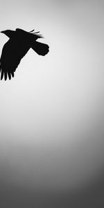 Silhouette,Bw,Animals,Bird,Chb,Minimalism