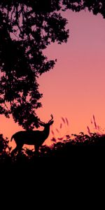 Silhouette,Deer,Dark