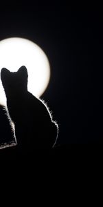 Silhouette,Kitty,Kitten,Cat,Moon