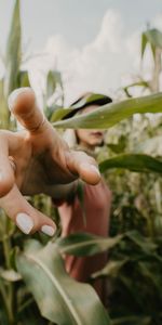 Silhouette,Miscellanea,Miscellaneous,Touch,Touching,Leaves,Hand,Fingers