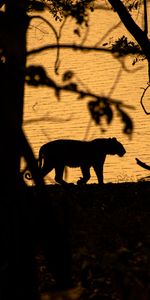 Silhouette,Wildlife,Tiger,Predator,Dark