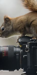 Sit,Animals,Curiosity,Squirrel,Camera