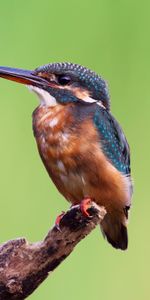 S’Asseoir,Asseoir,Le Bec,Branche,Animaux,Bec,Martin Pêcheur,Oiseau