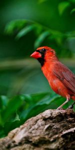 Sit,Branch,Animals,Wings,Red Bird