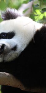 Asseoir,S’Asseoir,Branche,Taches,Panda,Animaux