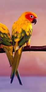 Sit,Branch,Tail,Animals,Parrots,Color