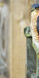 Sit,Color,Fence,Animals,Bird