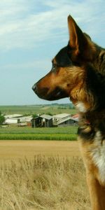 Animales,Hierba,Sentarse,Perro,Perro Pastor