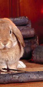 Lapin,Animaux,Asseoir,S’Asseoir,Bois De Chauffage,Le Fourneau,Fourneau,Bois À Brûler