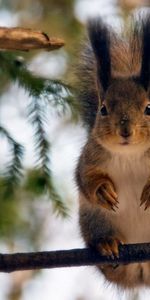 Sit,Forest,Redhead,Tail,Animals,Squirrel