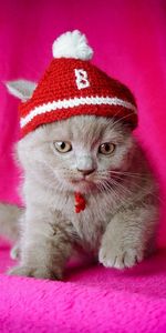 Asseoir,S’Asseoir,Casquette,Additionner,Chaton,Minou,Animaux,Enfant