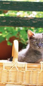 Asseoir,S’Asseoir,Couleur,Animaux,Chaton,Minou,Panier,Chat