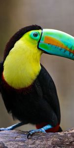 Asseoir,S’Asseoir,Le Bec,Bec,Enregistrer,Rapport,Animaux,Oiseau,Toucan