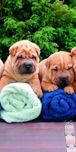 Asseoir,S’Asseoir,Parcelle,Beaucoup,Shar Pei,Serviettes,Les Serviettes,Animaux,Chiots