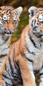 Animales,Sentarse,Par,Grandes Felinos,Pareja,Tigres