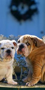 Sit,Pair,Bulldogs,Animals,Bench,Couple,Pattern