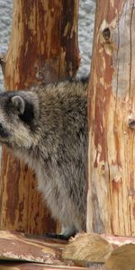 Sit,Raccoon,Curious,Look,Animals