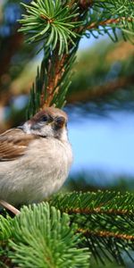 Sit,Sparrow,Fir,Spruce,Bird,Branch,Animals