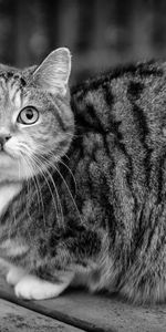 Sit,Striped,Bw,Animals,Chb,Cat