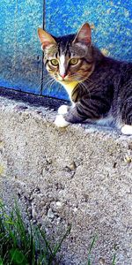 Sit,Striped,Fence,Animals,Cat