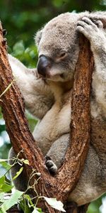 Sit,Tree,Koala,Animals,Wood