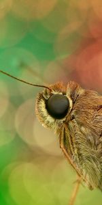 Œil,Skipper,Oeil,Papillon,Macro