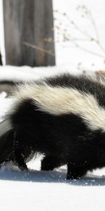 Skunk,Animals,Snow,Path,Stroll,Trail