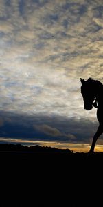 2015,Les Enjeux De Belmont,Course De Chevaux,Sky,Courses De Chevaux,Silhouette,Sport,Chevaux