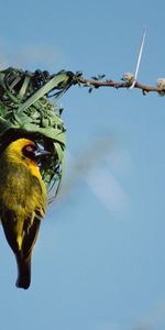 Branche,Nid,Couleur,Animaux,Sky,Oiseau