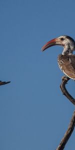 Cielo,Pájaro,Sucursales,Ramas,Nido,Naturaleza,Animales,Fondo