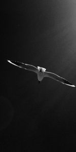 Sky,Bird,Bw,Gull,Seagull,Chb