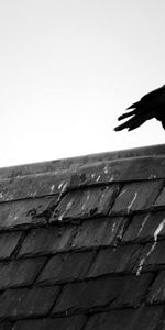 Sky,Bird,Bw,Roof,Crow,Chb