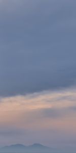 Sky,Bird,Flight,Gull,Animals,Seagull,Wings