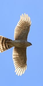 Sky,Bird,Flight,Hawk,Wings,Animals