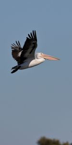 Sky,Bird,Flight,Pelican,Animals,Beak